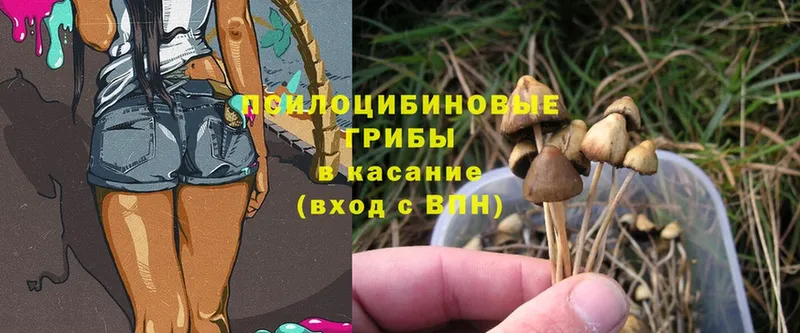 Псилоцибиновые грибы MAGIC MUSHROOMS  Шуя 